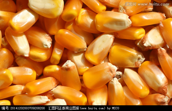 九江糧貿(mào)15279215077收購玉米10000噸 糧食 糧食收購