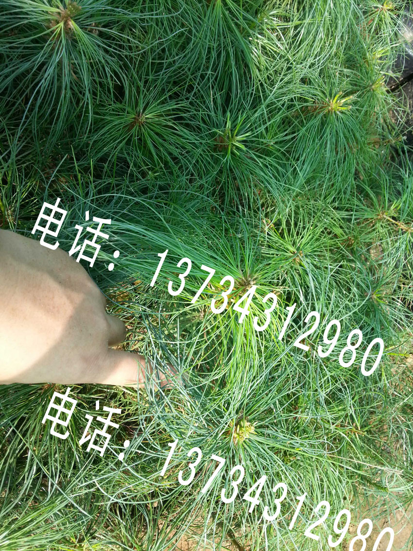 華山松樹苗大量批發(fā)出售聯(lián)系電話 山東日照華山松小苗 華山松求購