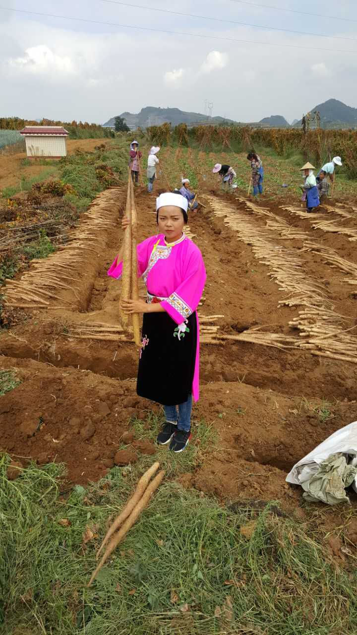 貴州市山藥種植  山藥批發(fā)銷售