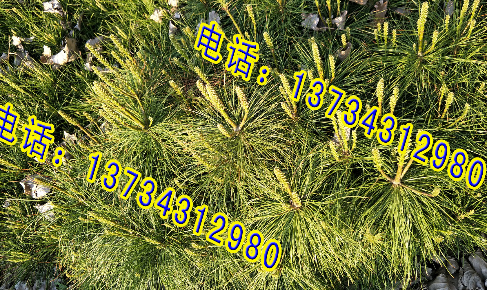 華山松營養(yǎng)袋營養(yǎng)缽分栽小樹苗 華山松樹苗華山松分栽苗