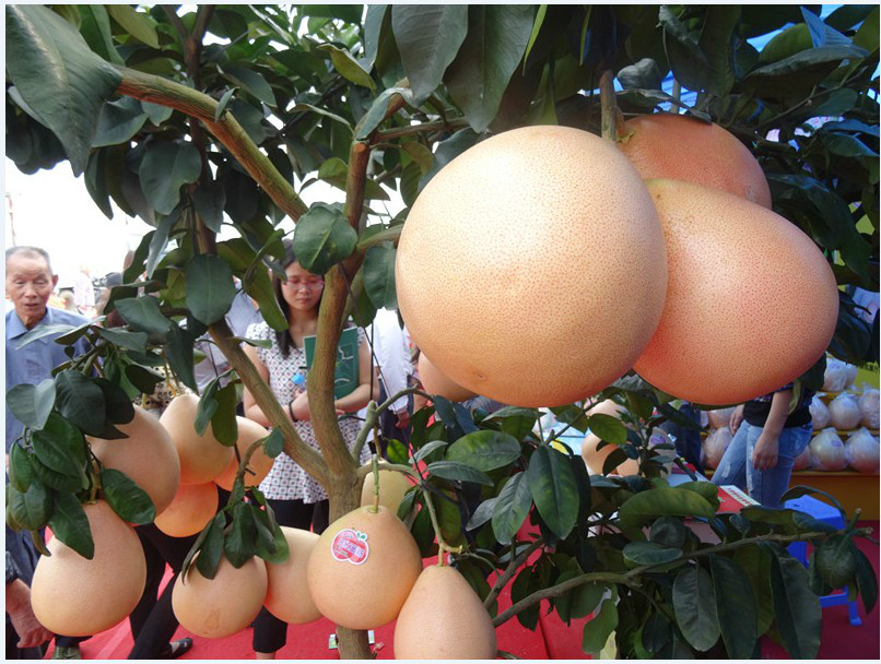 湖南三紅蜜柚苗多少錢一棵，三紅蜜柚苗直銷報價，三紅蜜柚苗種植園