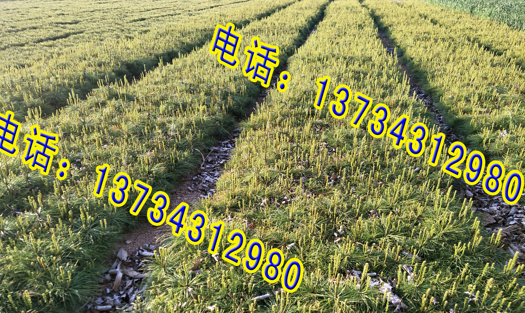 山東白皮松小苗出售優(yōu)惠價(jià)格 一級(jí)白皮松 占地白皮松小苗出售
