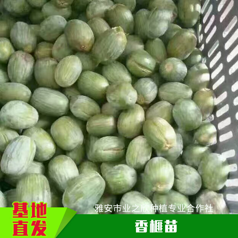 雅安業(yè)之欣種植基地直銷香榧苗香榧草苗香榧樹種子嫁接苗批發(fā)