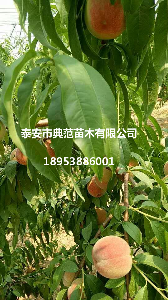 山東桃樹苗基地 各品種桃樹苗批發(fā)