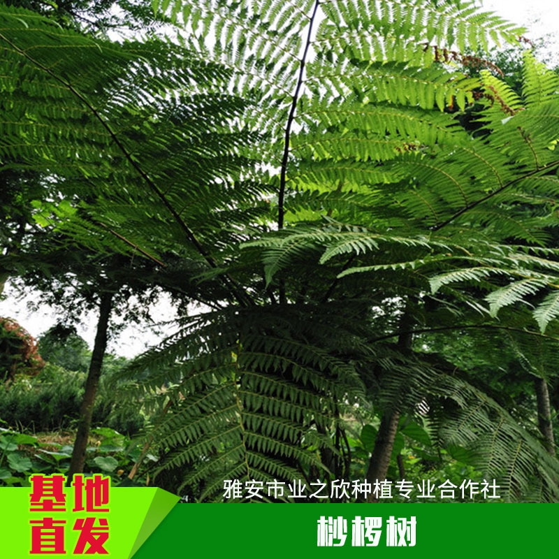 雅安業(yè)之欣種植基地恐龍活化石桫欏樹苗木樹蕨蛇木樹苗批發(fā)