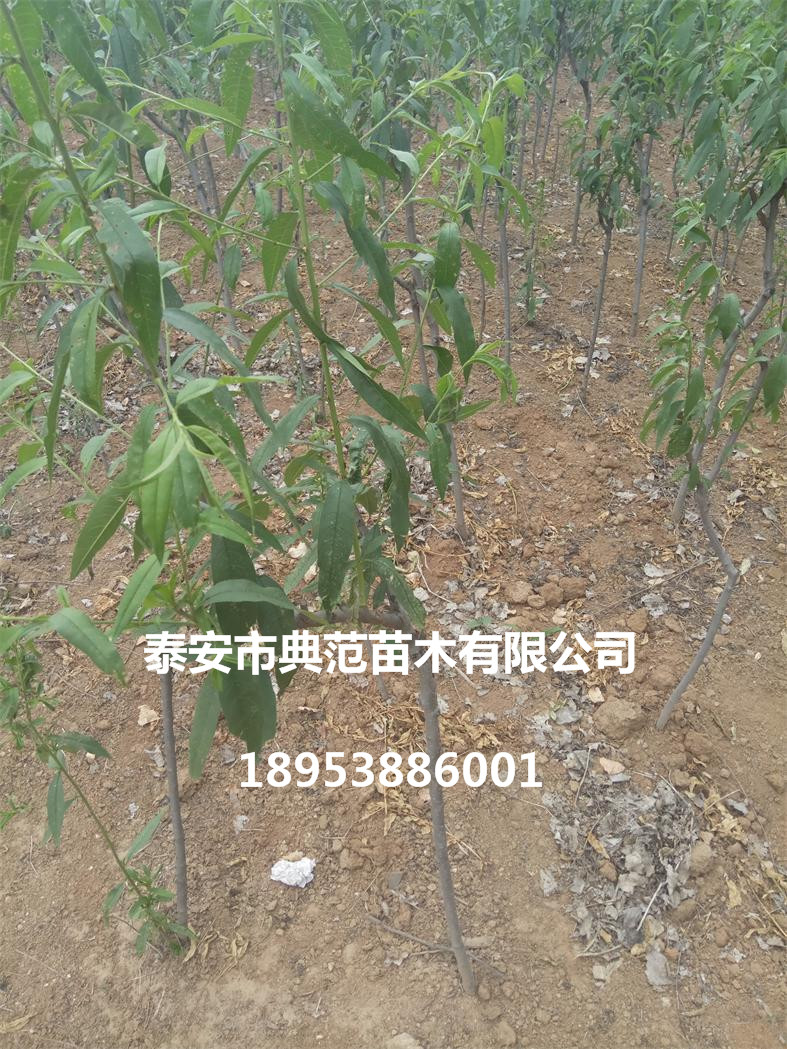 山東桃樹苗基地 各品種桃樹苗批發(fā)