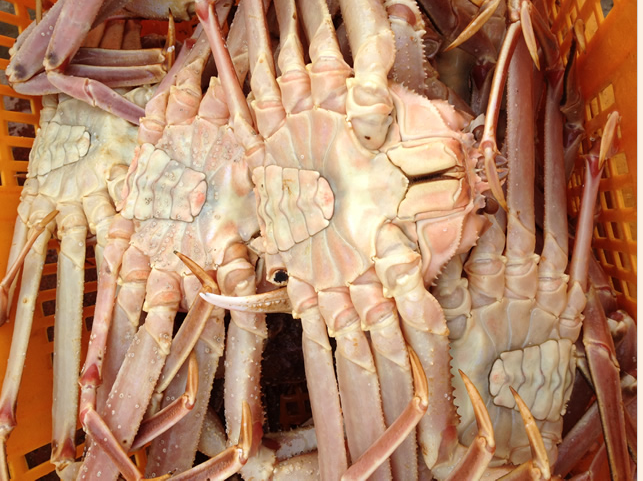 朝鮮板蟹供應商、朝鮮海鮮批發(fā)商 紅毛蟹供應商 朝鮮板蟹