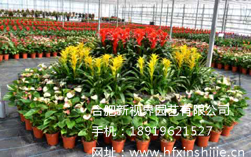 合肥綠植租擺哪家好 合肥綠植租擺，租賃價格