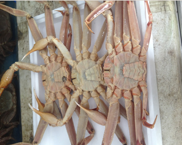 朝鮮紅毛蟹供應商、朝鮮海鮮批發(fā)商 紅毛蟹供應商