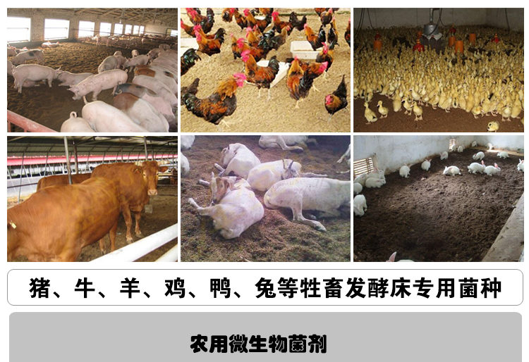 微生物菌劑養(yǎng)豬養(yǎng)牛養(yǎng)雞養(yǎng)鴨養(yǎng)鴿子養(yǎng)蛇動物發(fā)酵床*菌種益生菌五養(yǎng)菌康