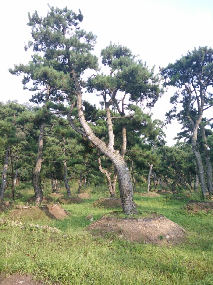 北京油松基地@北京油松批發(fā)@河北油松供應(yīng)
