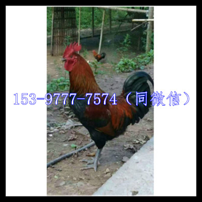 崇州土雞苗價(jià)錢行情出欄