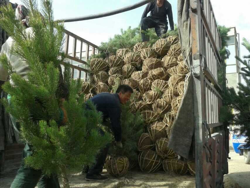 供應(yīng)營養(yǎng)杯油松苗 重慶營養(yǎng)杯油松苗報價 西安營養(yǎng)杯油松苗基地