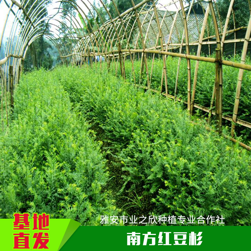 基地直銷多年生南方紅豆杉中苗南方紅豆杉樹(shù)苗紅豆杉小苗/杯苗