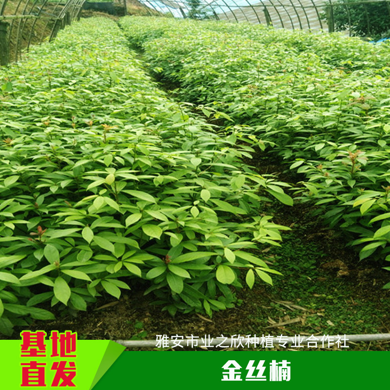 基地直銷金絲楠種子種苗金絲楠杯苗小苗小葉楨楠帶土容器苗
