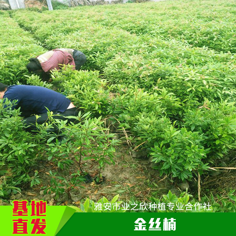 基地直銷金絲楠種子種苗金絲楠杯苗小苗小葉楨楠帶土容器苗
