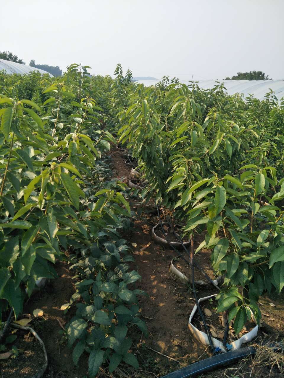 吉塞拉一年苗 西安吉塞拉一年苗  泰安吉塞拉一年苗