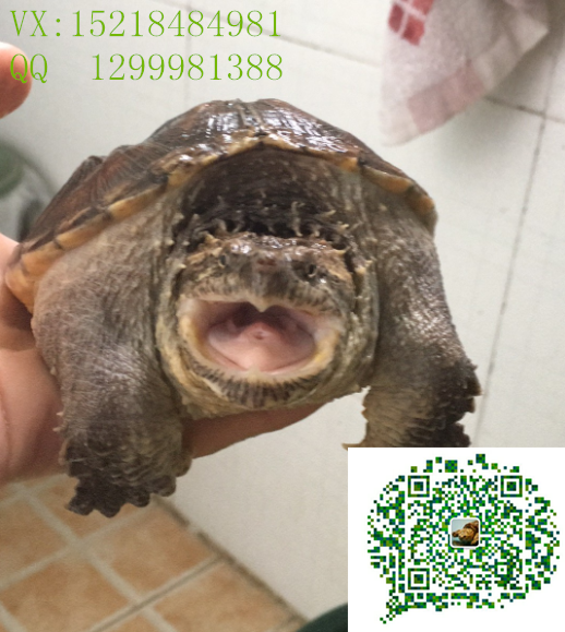 衡陽(yáng)*-*多少錢(qián)一只-*爆刺方法