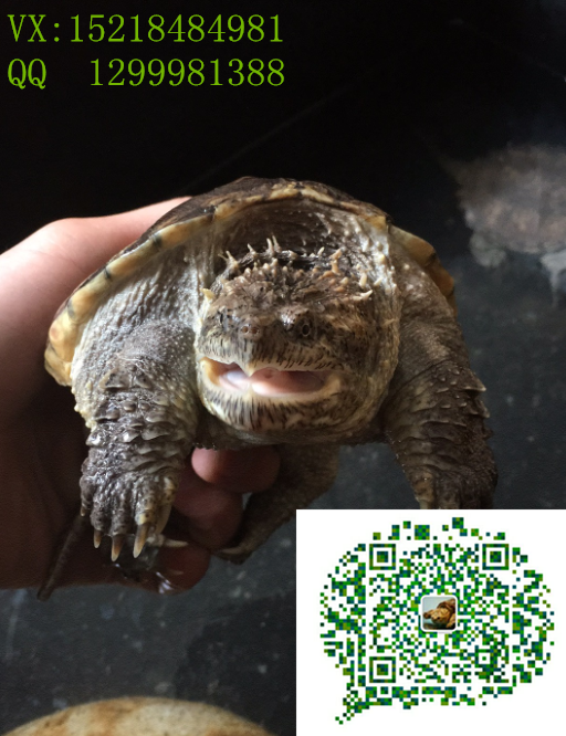 北京*純種*原種*苗【包郵】