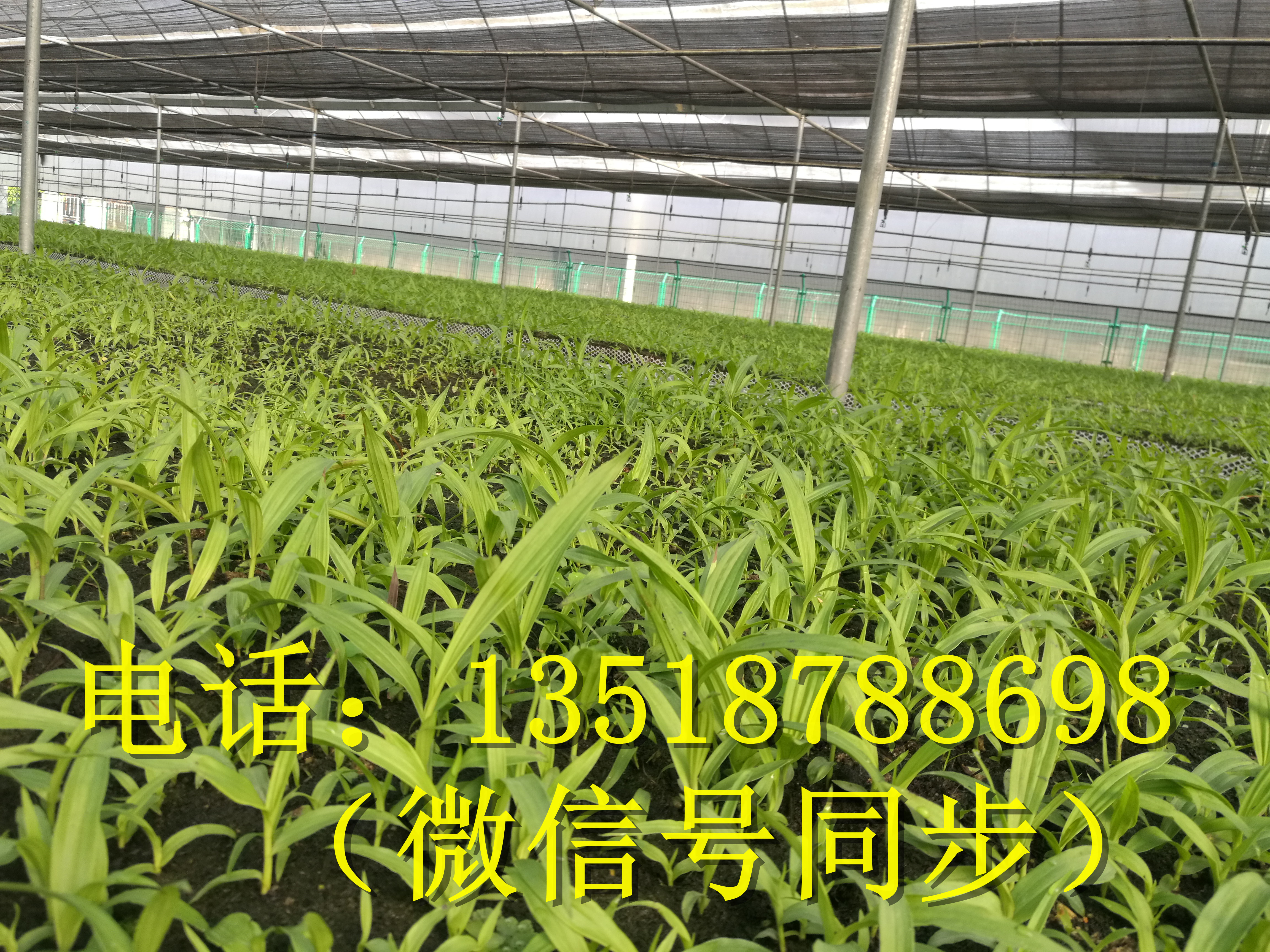 湖南*三叉白芨、湖南*三叉白芨基地、湖南*三叉白芨種植