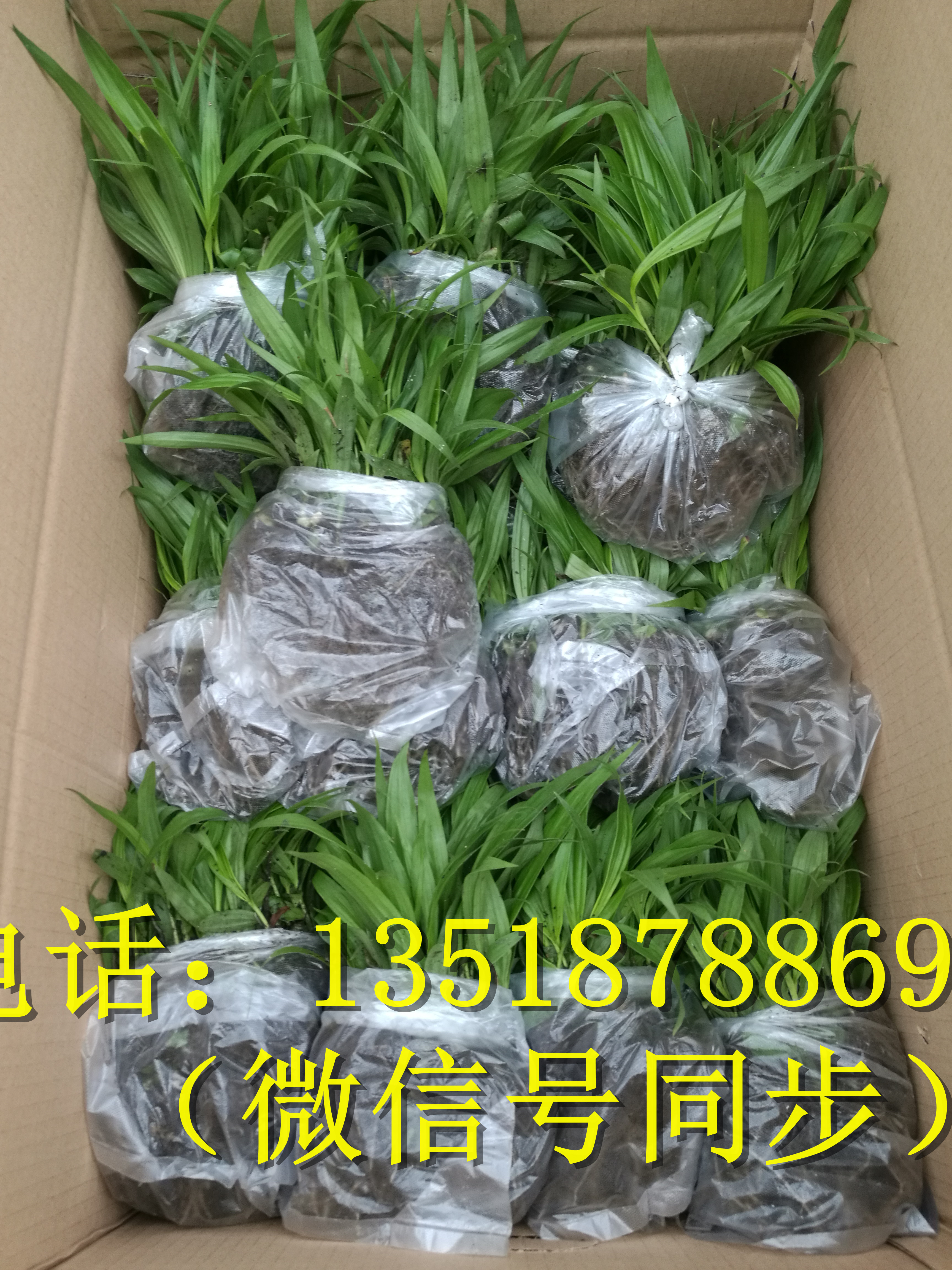 紫花三叉白芨種苗_紫花三叉白芨種苗批發(fā)_紫花三叉白芨種苗價(jià)格