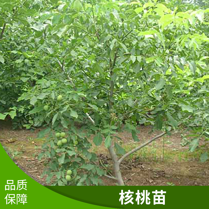 內(nèi)蒙古核桃樹(shù)價(jià)格@山西核桃樹(shù)基地@天津山西核桃樹(shù)批發(fā)