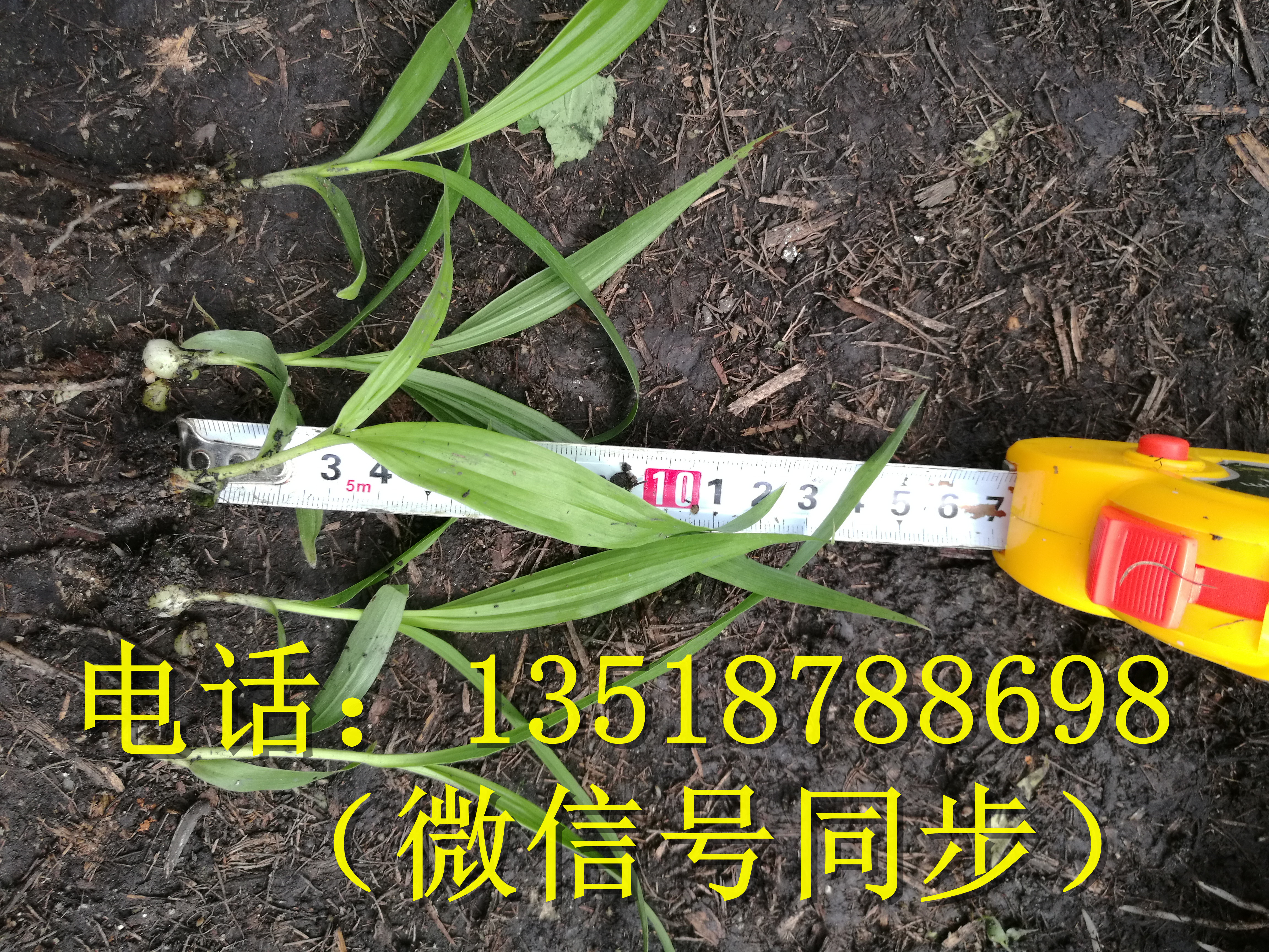 曲靖中藥白及種苗  楚雄曲靖中藥白及種苗   三叉白及組培苗