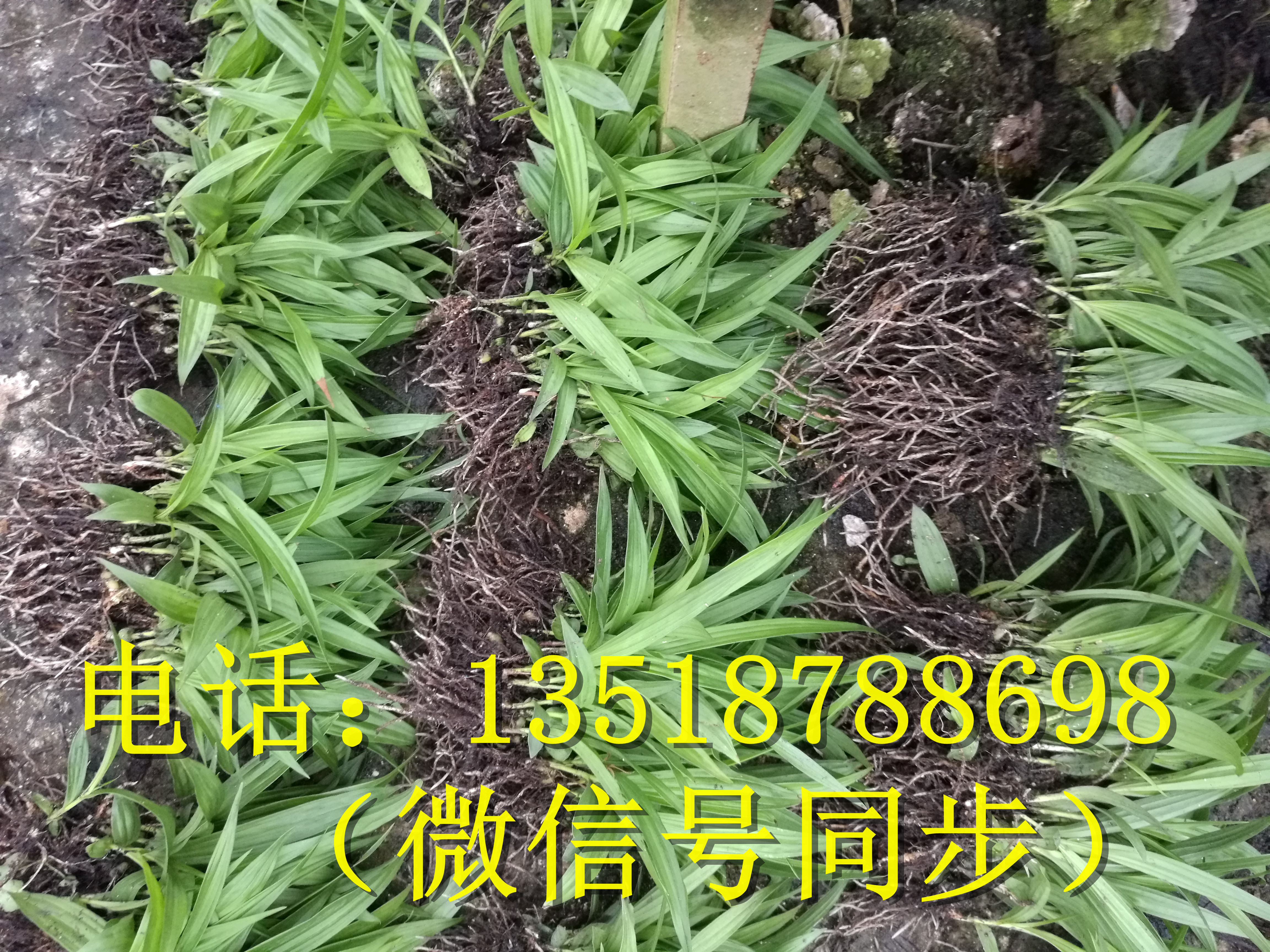 紫花三叉白芨種苗_紫花三叉白芨種苗批發(fā)_紫花三叉白芨種苗價(jià)格