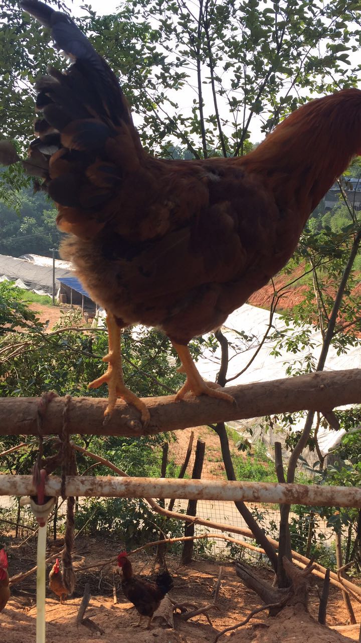 土雞養(yǎng)殖廠  散養(yǎng)土雞供應