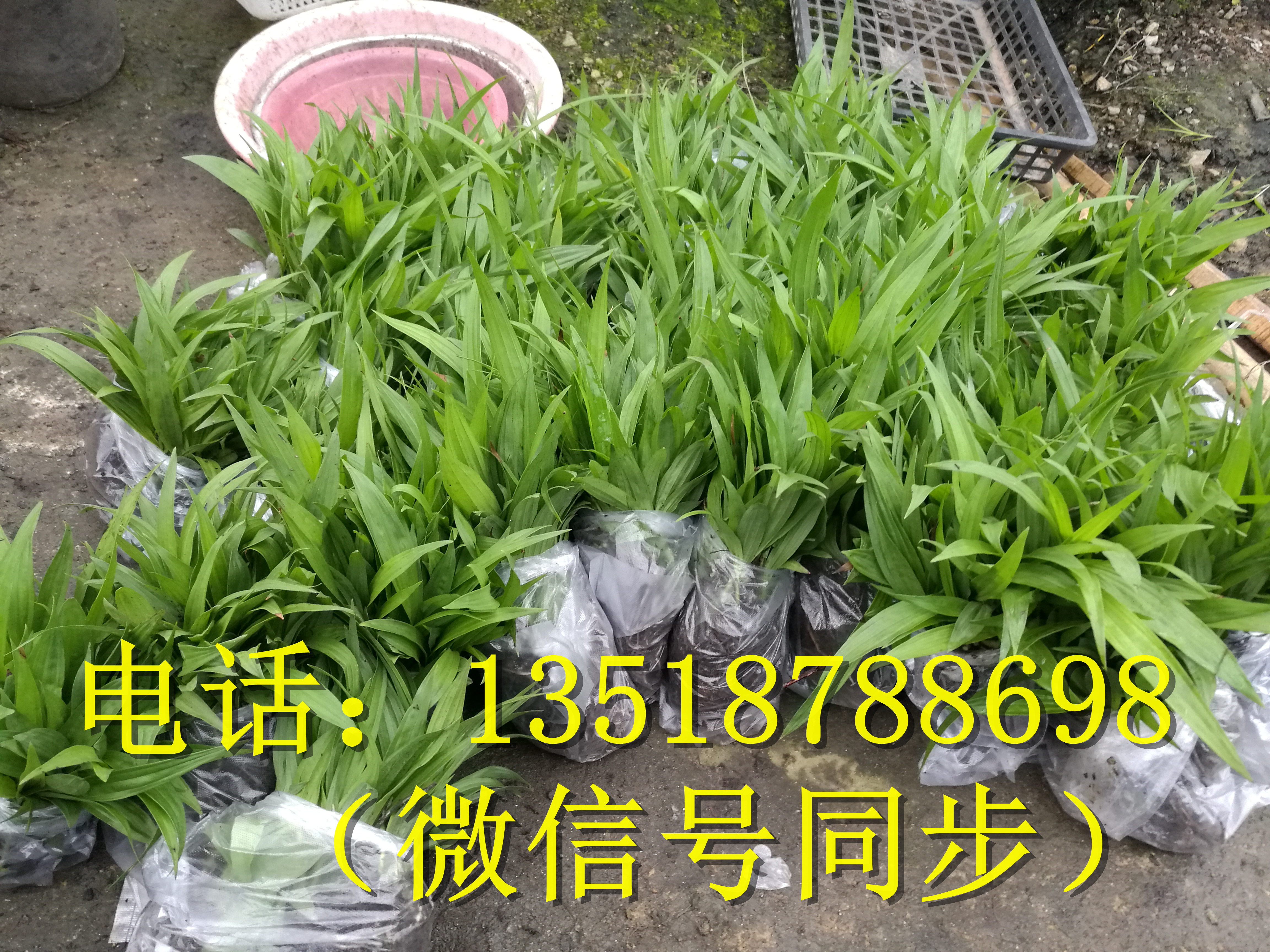 中藥白及種苗、中藥白及種苗價格、中藥白及種苗培育技術(shù)