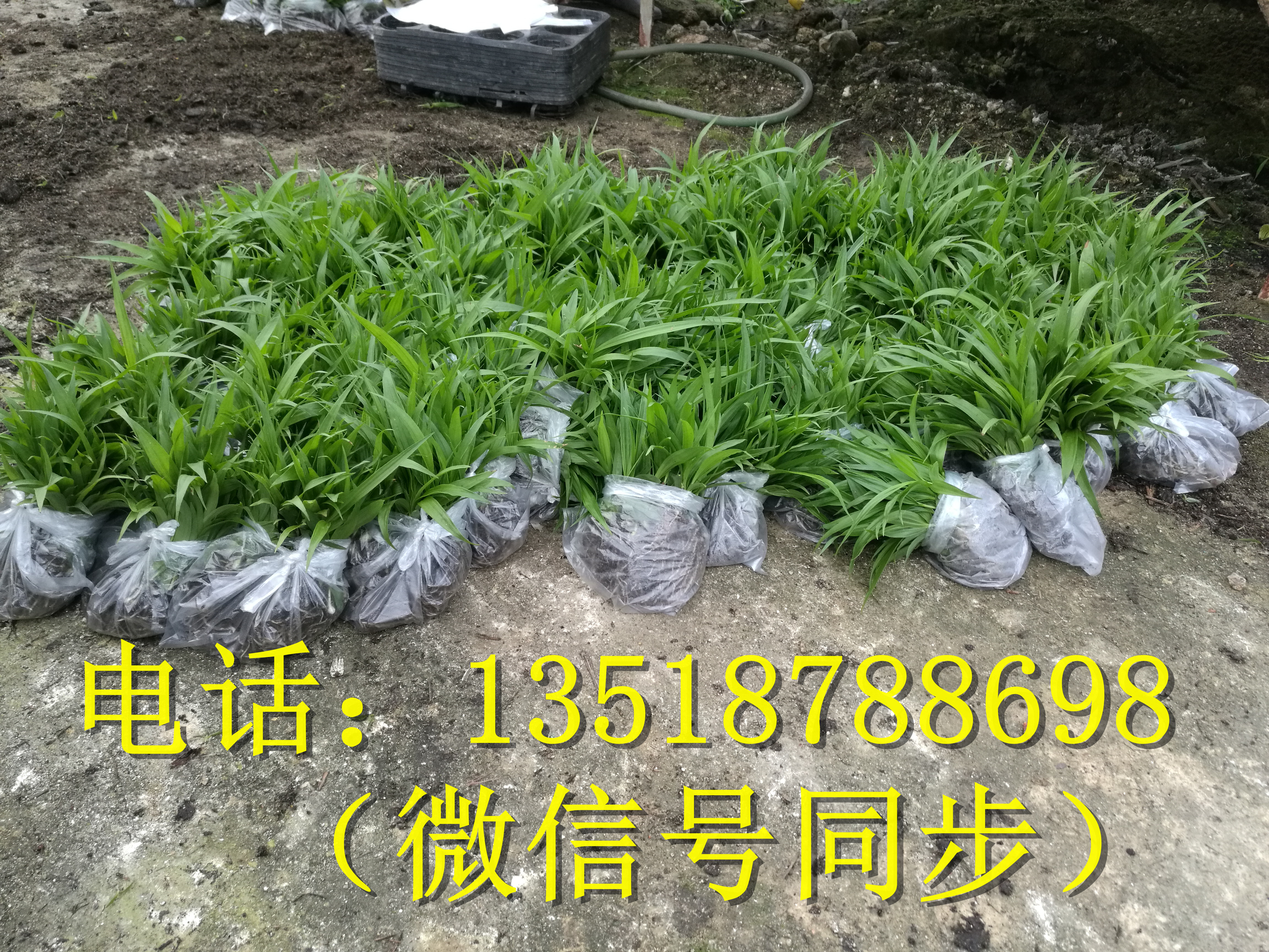 玉溪紫花三叉大白芨、臨滄紫花三叉大白芨、麗江紫花三叉大白芨