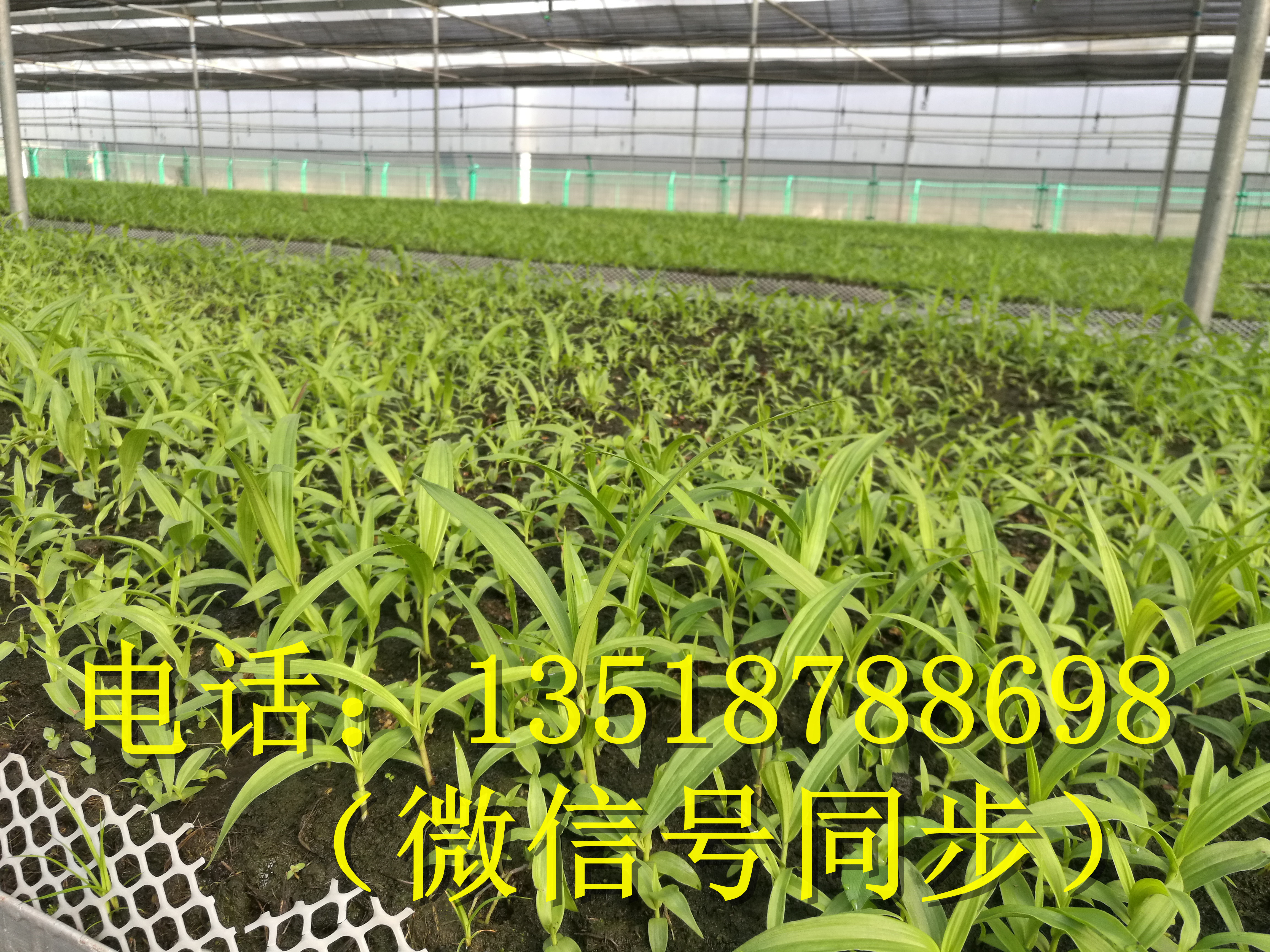 曲靖白及瓶苗_玉溪曲靖白及瓶苗_湖北白芨直播苗