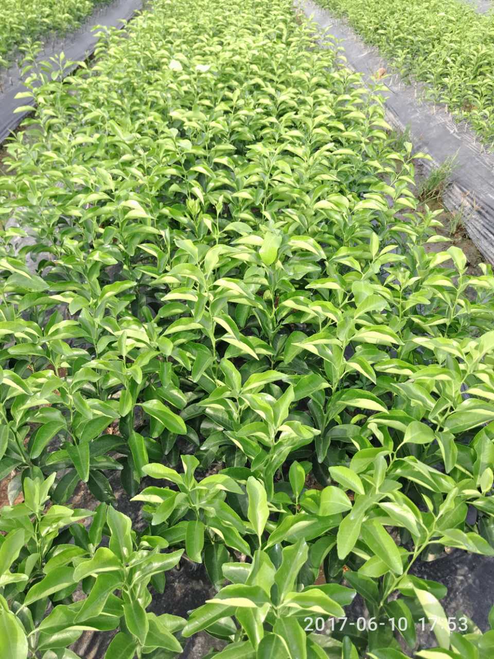 供應(yīng)砂糖橘 橘子樹苗 大果香甜橘子苗 果苗 荔浦縣旺順苗木基地