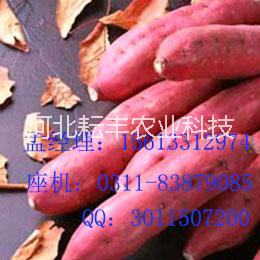 湖南煙薯25紅薯多少錢 岳陽煙薯25紅薯報(bào)價(jià)