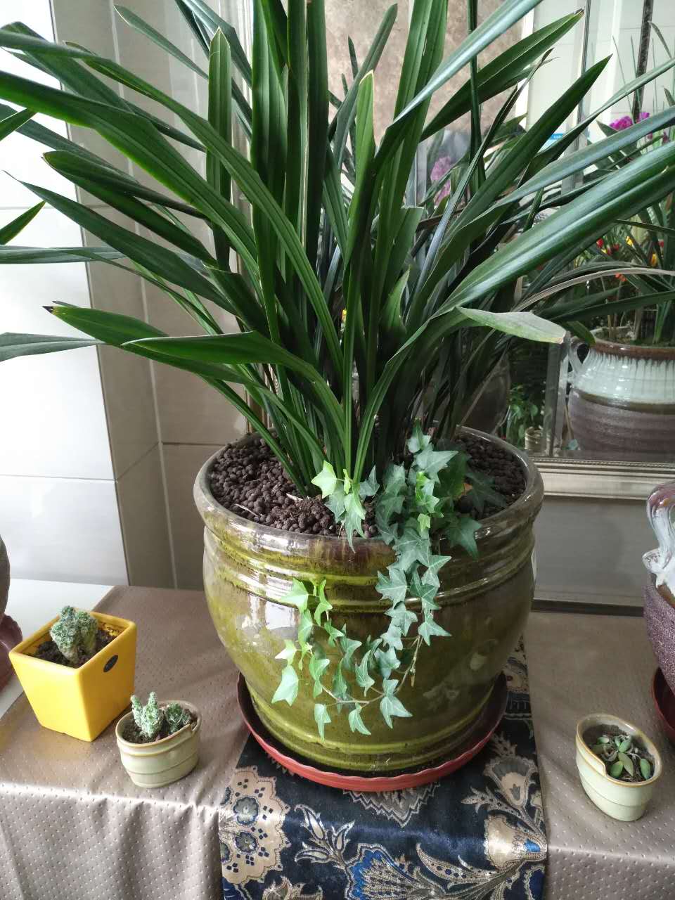 養(yǎng)殖優(yōu)質(zhì)金邊墨蘭  盆栽種植銷售