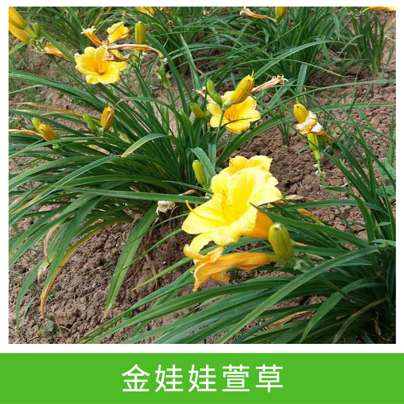 苗圃直銷宿根植物 大花 金娃娃萱草 庭院園林地被綠化 價(jià)格從優(yōu)