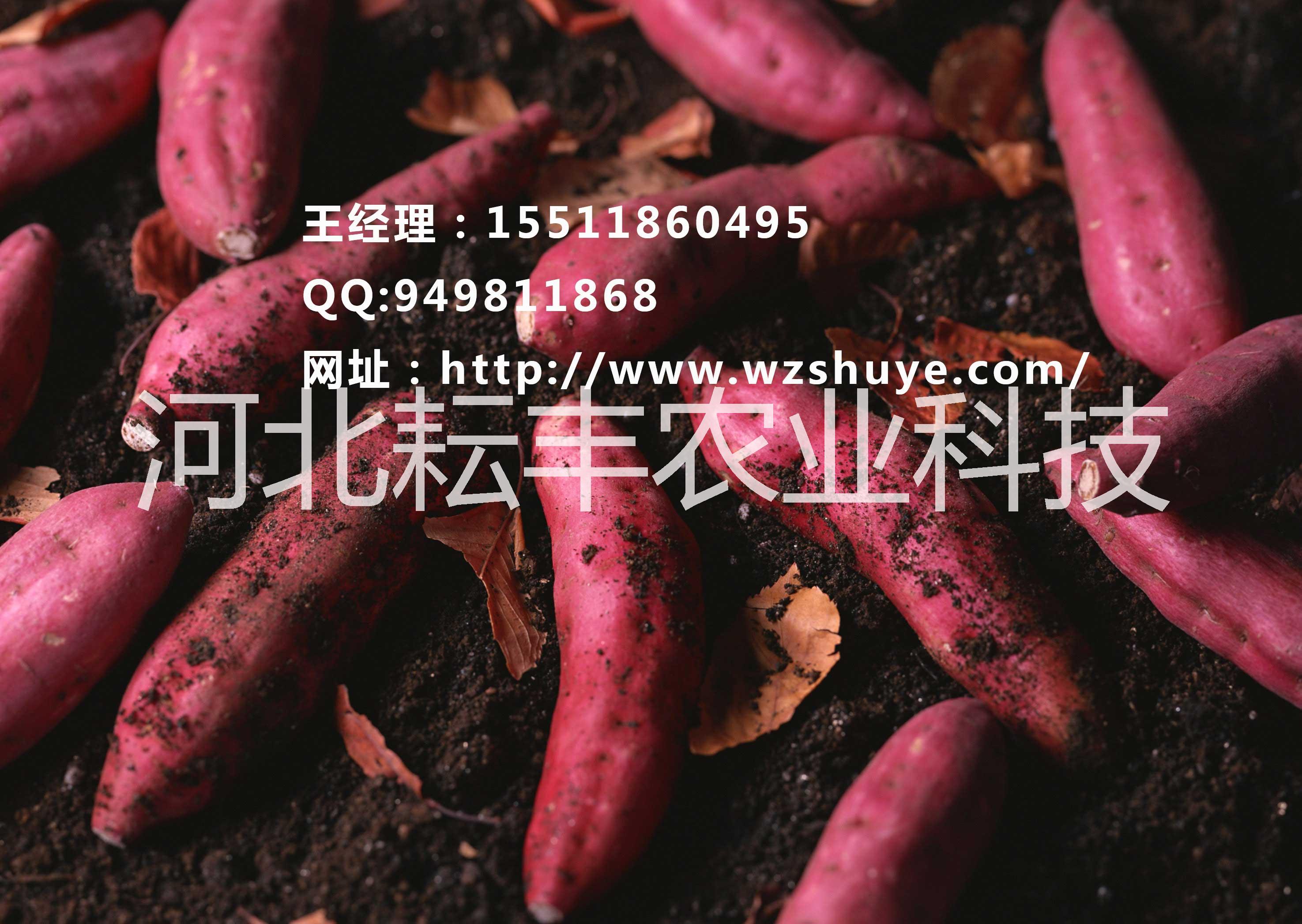 湖南煙薯25紅薯多少錢 岳陽煙薯25紅薯報(bào)價(jià)