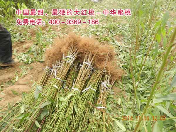 早中晚熟桃苗 早中晚熟桃苗價(jià)格 早中晚熟桃苗供應(yīng) 早中晚熟桃苗廠家 碭山早中晚熟桃苗 安徽早中晚熟桃苗