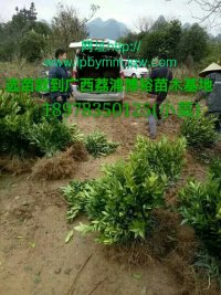 廣西沃柑果苗