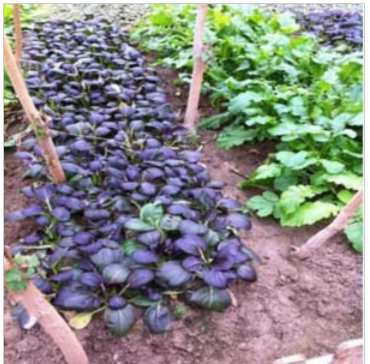 陽(yáng)臺(tái)種菜 蔬菜種子 進(jìn)口特菜種子