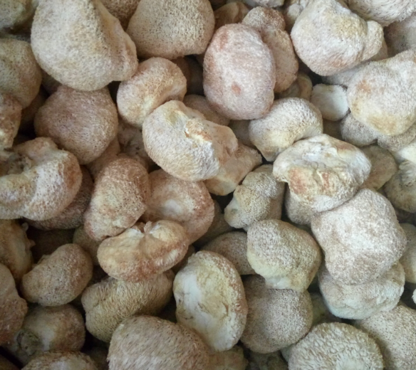 猴頭菇批發(fā)、干品猴頭菇、新鮮猴頭菇
