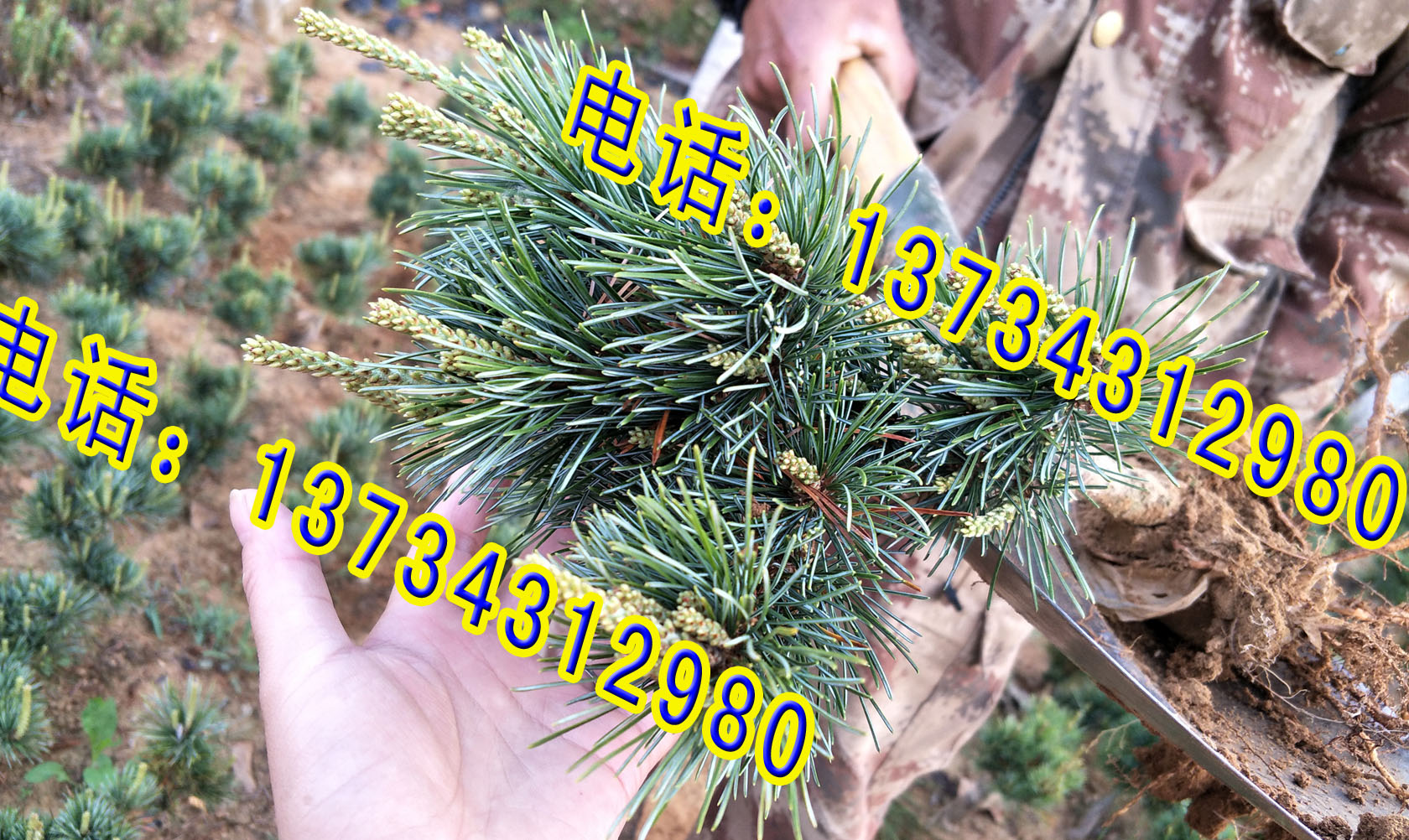 日照五蓮五針?biāo)稍煨团杈皹涿?五針?biāo)杉藿?五針?biāo)杉藿用?五針?biāo)擅?嫁接五針?biāo)?  title=