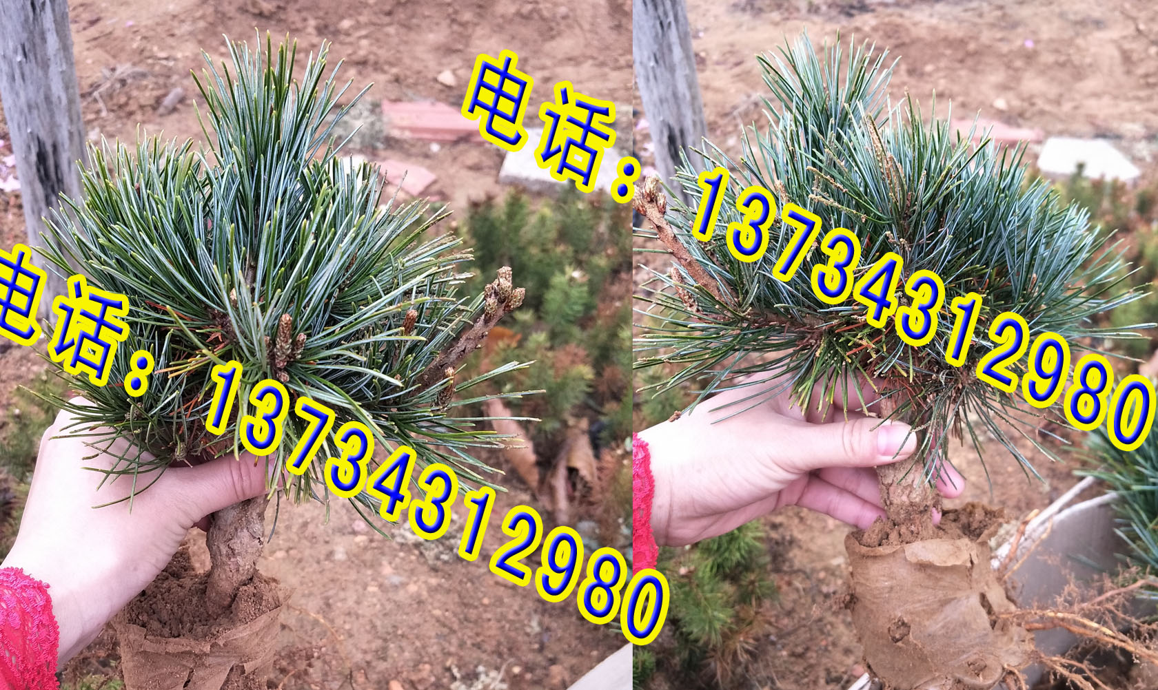 山東嫁接五針?biāo)尚∶?五針?biāo)蓛r(jià)格 五針?biāo)尚∶绻?yīng)商 五針?biāo)擅?  title=