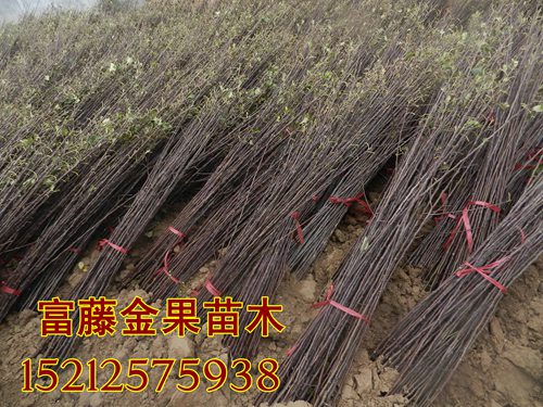 梨樹苗 富藤一號果樹苗哪家好 富藤一號果樹苗廠家 富藤一號果樹苗