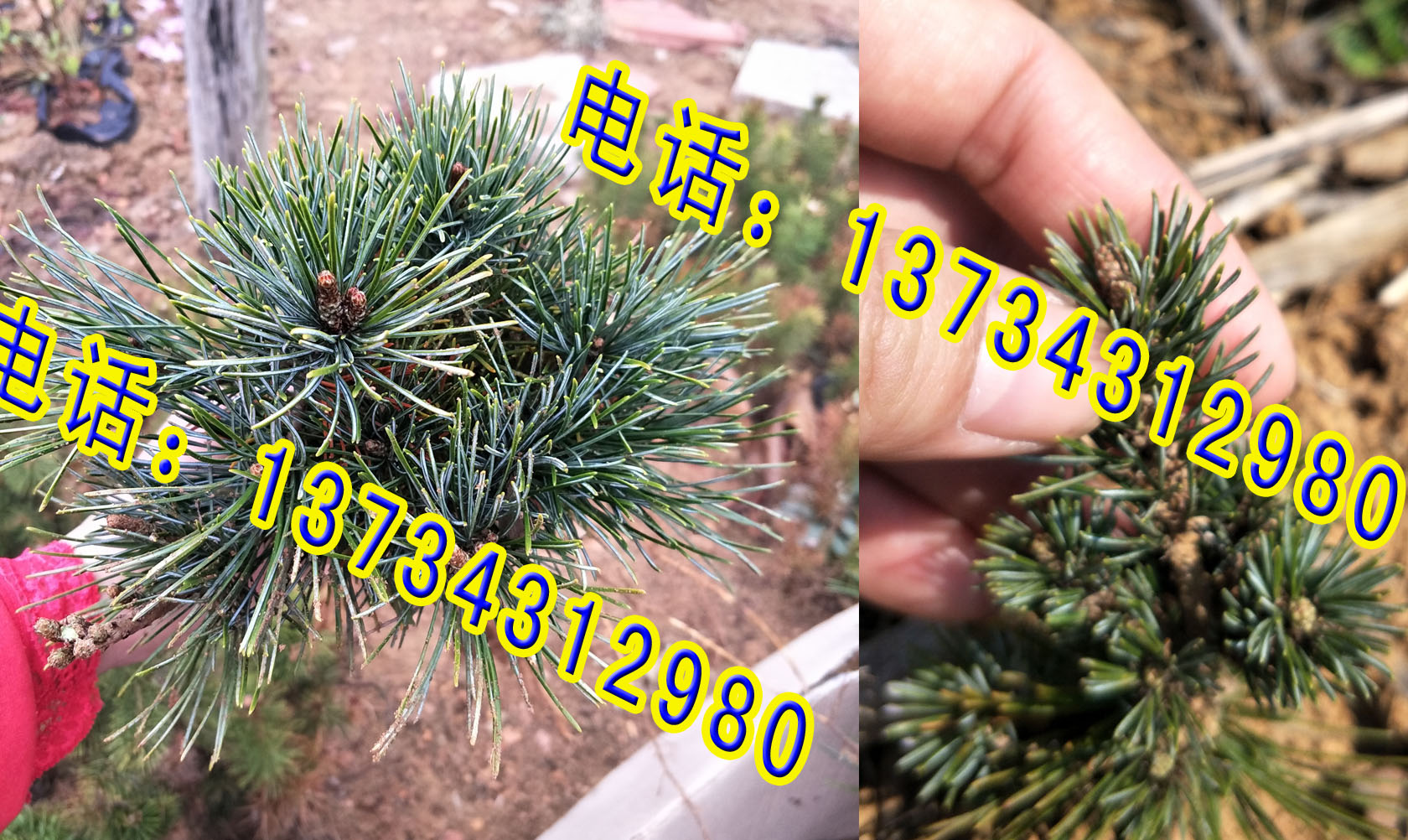 山東嫁接五針?biāo)尚∶?五針?biāo)蓛r(jià)格 五針?biāo)尚∶绻?yīng)商 五針?biāo)擅?  title=