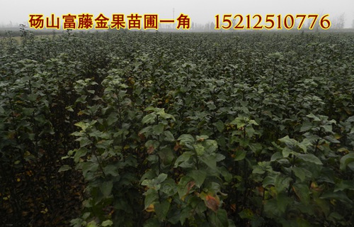 杏樹(shù)苗 安徽果樹(shù)苗供應(yīng) 安徽果樹(shù)苗價(jià)格 安徽果樹(shù)苗批發(fā)