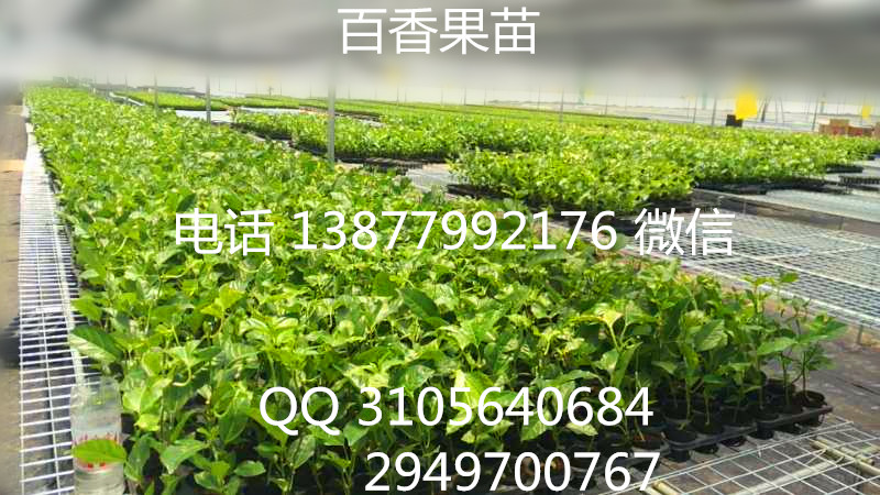 批發(fā)臺農(nóng)一號百香果苗  桃金娘苗