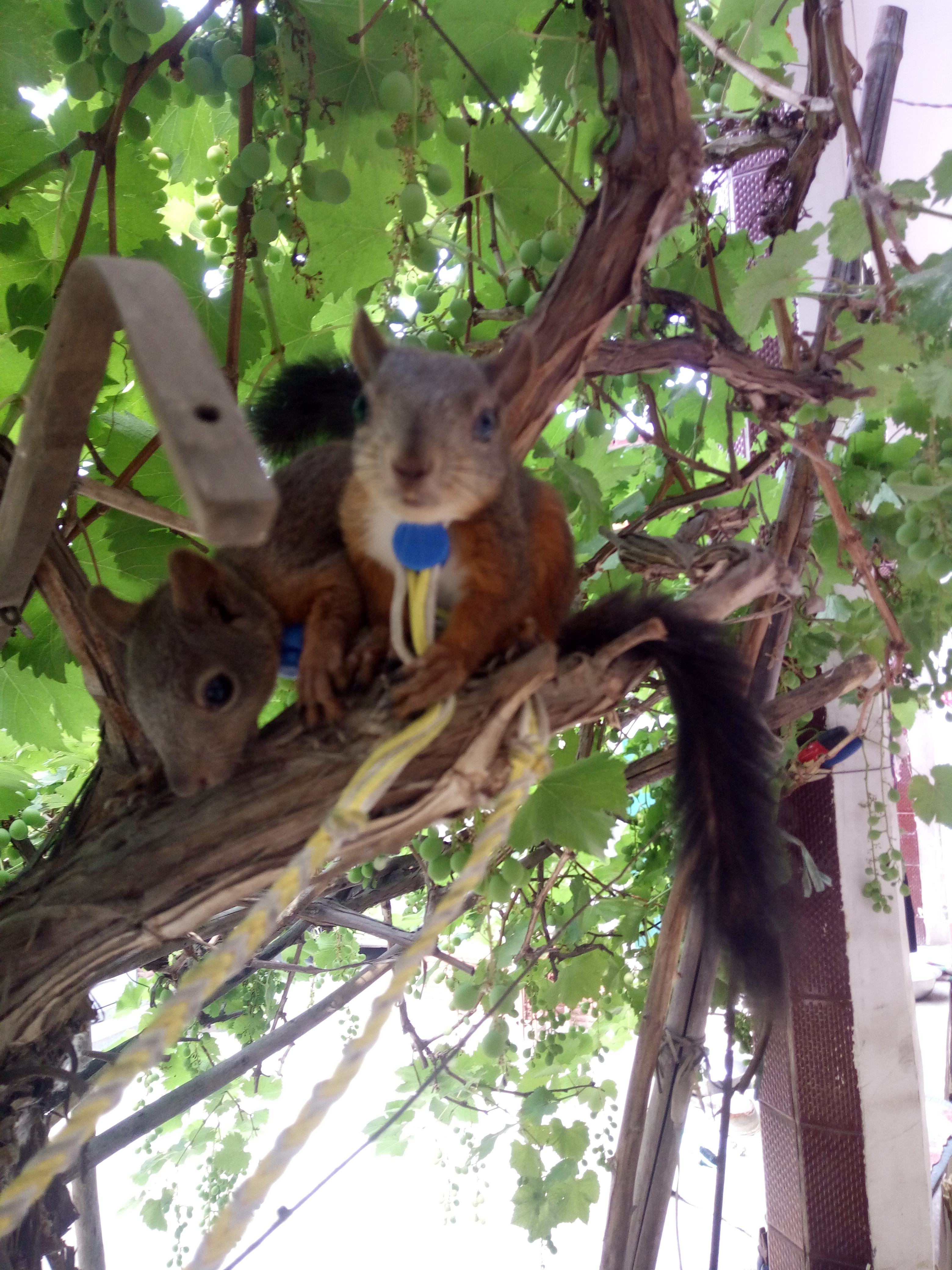 東營(yíng)地區(qū)哪里有賣(mài)魔王*的  東營(yíng)魔王*哪里有賣(mài)的