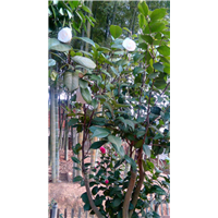湖南嫁接茶花基地、嫁接茶花基地電話、嫁接茶花基地公司