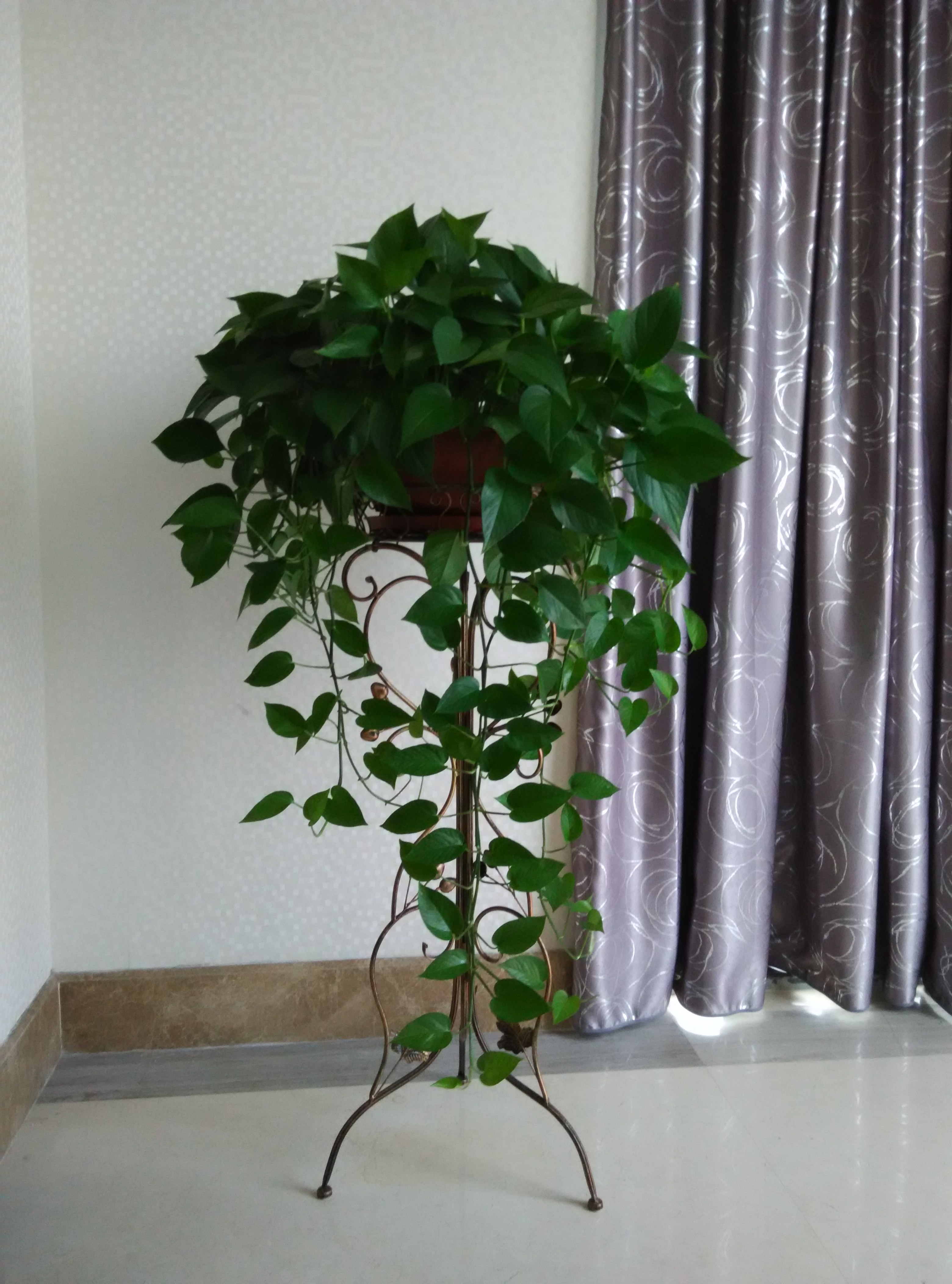 供應(yīng)大綠蘿 大綠蘿銷售，優(yōu)質(zhì)綠蘿品種，*惠合理